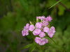 flowers from my garden 7