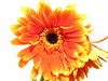 Gerbera 2