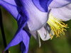 flowers from my garden 1