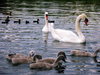 swan