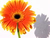 Gerbera 3