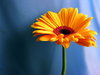 Gerbera II - 3