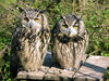 animals from wild garden