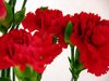 carnation 1
