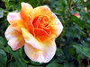 rose = róża 14