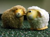 lambs 19