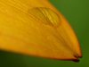 Margerit with raindrops