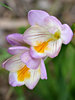 fragrant freesia