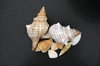 shells