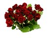 isolated roses