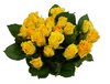 isolated roses