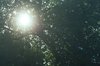 sun through trees