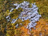 lichen