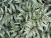 Fern Leaves