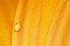 Raindrops on flower