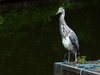 Heron