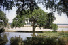 Live Oak
