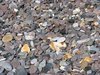 Pebbles