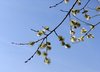 catkin