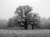 frosty tree