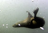 Seal 2