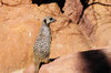 Meercat 2