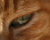 Cat Eye