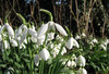 Snowdrops