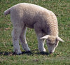 sheep