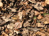 Dead Leafs