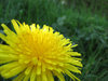 Dandilion