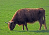 Toffee Cow