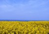 Rapeseed