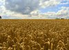 Corn