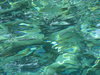 Hungry Fish