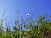 Wild Flowers