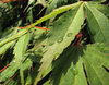Wet leaf