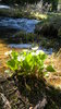 Wild flowers