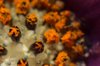 Stamen and pollen
