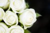 Elegant roses