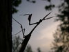 praying mantis