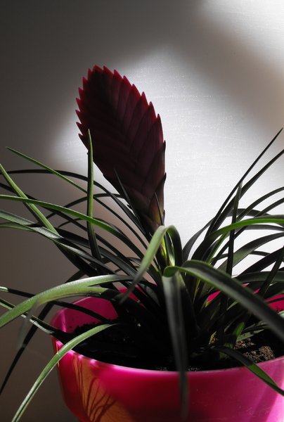 plant: plant