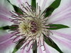 clematis
