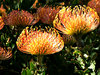 golden pincushion splendour