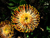 golden pincushion splendour