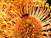 golden pincushion splendour