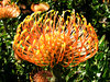 golden pincushion splendour