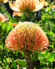 golden pincushion splendour