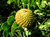 golden pincushion splendour