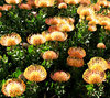 golden pincushion splendour